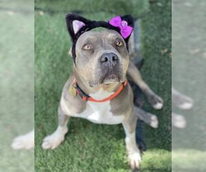 Chula - Female American Staffordshire Terrier-Bulldog Mix Dog for Adoption - Photo #3