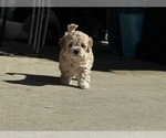 Small Photo #15 Cockapoo (Miniature) Puppy For Sale in GREENTOWN, IN, USA