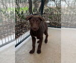 Small #3 Labrador Retriever Mix