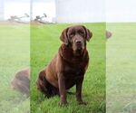 Small Photo #1 Labrador Retriever Puppy For Sale in MORGANTOWN, PA, USA