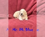 Puppy Mr Dk Blue Golden Retriever