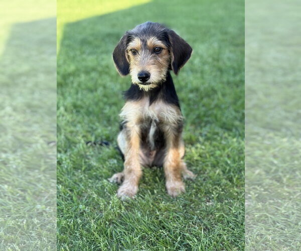 Medium Photo #15 Beagle-Unknown Mix Puppy For Sale in PIPE CREEK, TX, USA
