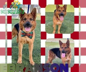 German Shepherd Dog Dogs for adoption in Pearland, TX, USA