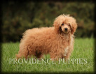 Small Photo #36 Poodle (Miniature) Puppy For Sale in COPPOCK, IA, USA