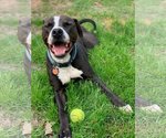 Small #4 American Pit Bull Terrier Mix