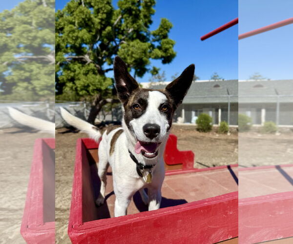 Medium Photo #3 Mutt Puppy For Sale in Seal Beach, CA, USA