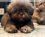 Small Shih Tzu