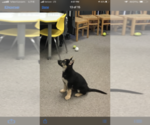 Small Photo #19 German Shepherd Dog Puppy For Sale in BEDFORD, IN, USA