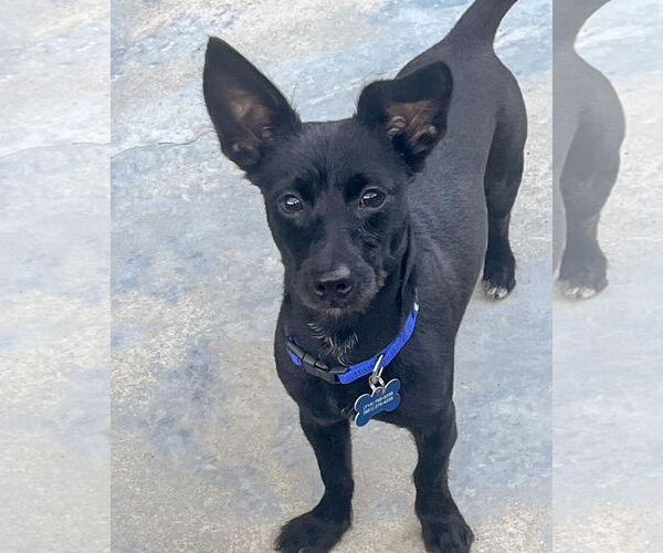 Medium Photo #1 Mutt Puppy For Sale in Corona, CA, USA