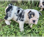 Puppy Snickers Bulldog