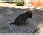 Small Photo #4 Belgian Malinois Puppy For Sale in BURNINGTOWN, NC, USA