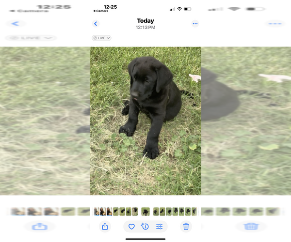 Medium Photo #3 Labrador Retriever Puppy For Sale in WADDELL, AZ, USA