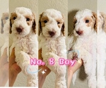 Puppy Puppy 8 Labradoodle-Poodle (Standard) Mix