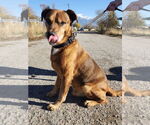 Small #1 German Shepherd Dog Mix