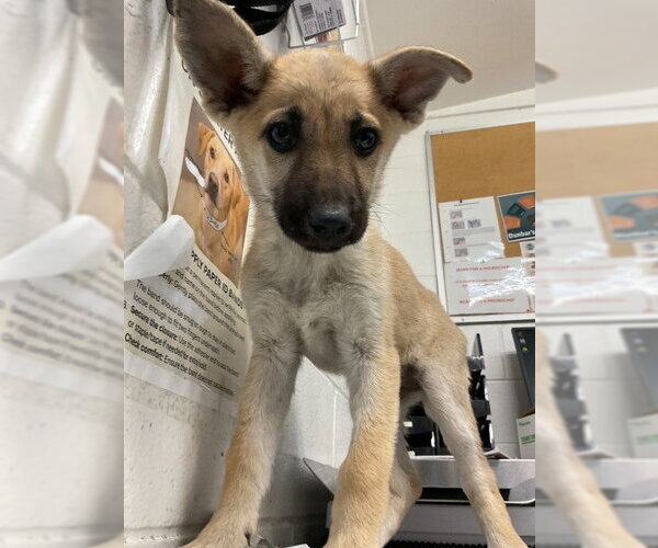 Medium Photo #3 German Shepherd Dog Puppy For Sale in San Bernardino, CA, USA