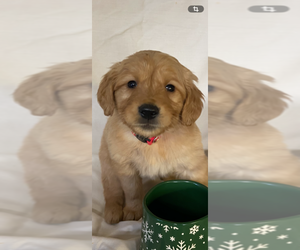 Golden Retriever Puppy for sale in COLUMBUS, IN, USA