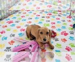 Small #11 Dachshund