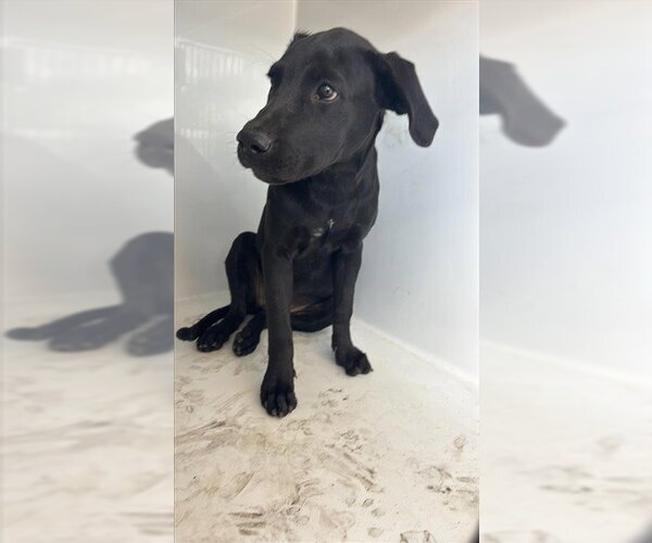 Medium Photo #1 Labrador Retriever Puppy For Sale in Houston, TX, USA