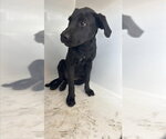 Small Labrador Retriever