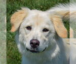 Small #4 Golden Pyrenees