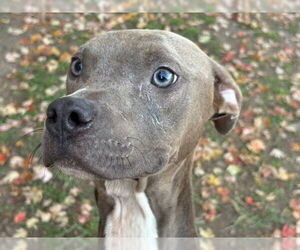 American Pit Bull Terrier Dogs for adoption in Tulsa, OK, USA