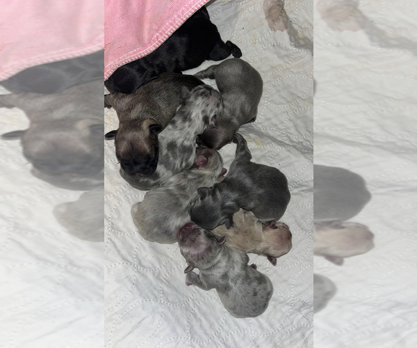 Medium Photo #2 French Bulldog Puppy For Sale in NEW BEDFORD, MA, USA