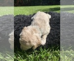 Small Photo #12 Labradoodle Puppy For Sale in DURHAM, CA, USA