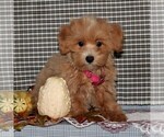 Small Photo #2 Havanese-Poodle (Toy) Mix Puppy For Sale in CHRISTIANA, PA, USA