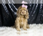 Puppy Lexi Cocker Spaniel