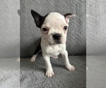 Puppy Poppy Boston Terrier