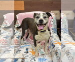 Small Photo #5 Labrador Retriever-Unknown Mix Puppy For Sale in Rockaway, NJ, USA