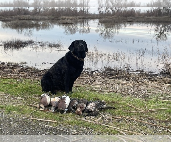 Medium Photo #30 Labrador Retriever Puppy For Sale in REDDING, CA, USA