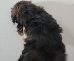 Small Photo #5 Shih Tzu Puppy For Sale in WESLEY CHAPEL, FL, USA