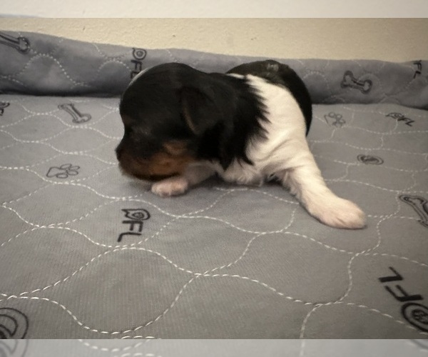 Medium Photo #10 Yorkshire Terrier Puppy For Sale in MONROE, TN, USA