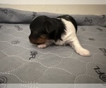Small #9 Yorkshire Terrier