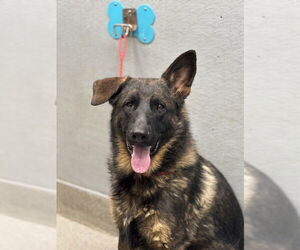 German Shepherd Dog-Unknown Mix Dogs for adoption in Las Vegas, NV, USA