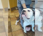 HUGO - Male American Bulldog-Unknown Mix Dog for Adoption - Small photo
