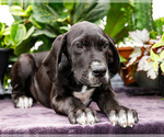 Puppy Bruce Great Dane