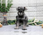 Small #1 Schnauzer (Miniature)
