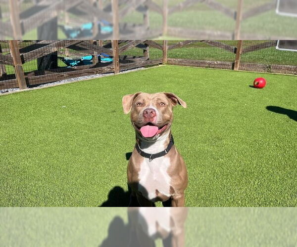 Medium Photo #5 American Pit Bull Terrier Puppy For Sale in Chestertown, MD, USA