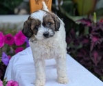 Small Photo #48 Maltipoo (Toy) Puppy For Sale in GOSHEN, IN, USA