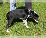Small #3 Labrador Retriever Mix