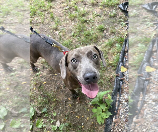 Medium Photo #6 Mutt Puppy For Sale in Elmsford, NY, USA