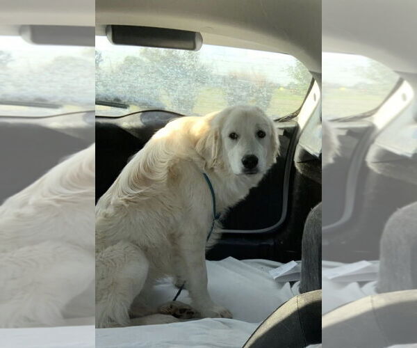 Medium Photo #5 Great Pyrenees Puppy For Sale in Dallas, TX, USA
