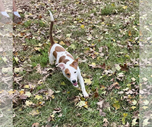 Medium Photo #2 American Pit Bull Terrier-Unknown Mix Puppy For Sale in Sparta, TN, USA