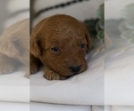 Small Photo #4 Goldendoodle (Miniature) Puppy For Sale in CAPON BRIDGE, WV, USA
