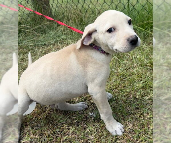Medium Photo #6 Labrador Retriever Puppy For Sale in Tarrytown, GA, USA