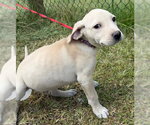 Small #5 Labrador Retriever