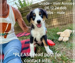 Miniature Australian Shepherd Puppy for sale in CASSVILLE, MO, USA