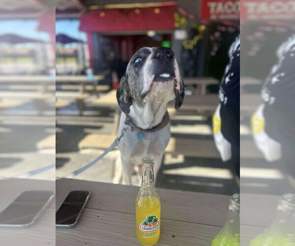 Medium Photo #5 Great Dane-Unknown Mix Puppy For Sale in Bullard, TX, USA